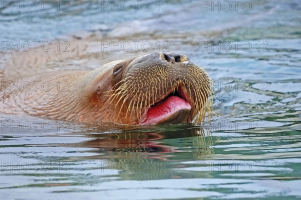Walrus (Odobenus rosmarus)