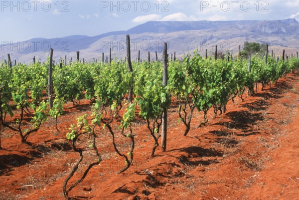 Vineyard, Ambalavao, Madagascar, Africa