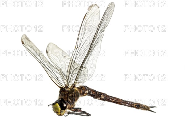 Large dead dragonfly lying on its side with its wings spread out against a white background