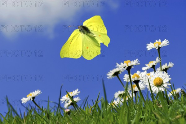 Flying male brimstone butterfly (Gonepteryx rhamni) over daisies (Bellis perennis)