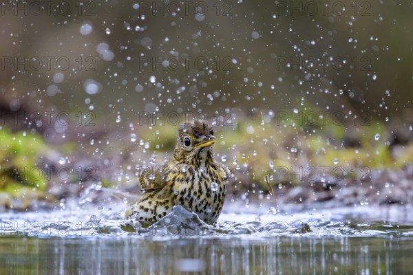 A song thrush (Turdus philomelos) bathing in a shallow pond with water splashes, Hesse, Germany,