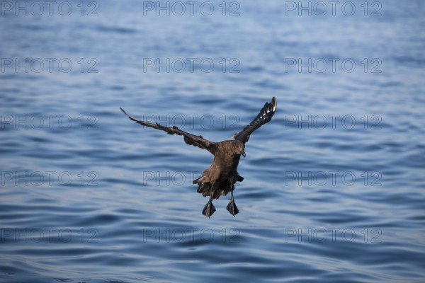 ANTARCTIC SKUA (catharacta antarctica), ADULT LANDING ON WATER, FALSE BAY IN SOUTH AFRICA