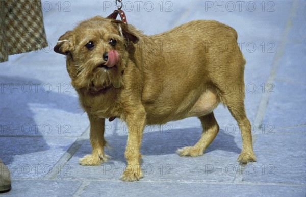 Domestic Dog, Obese Adult Licking its Nose