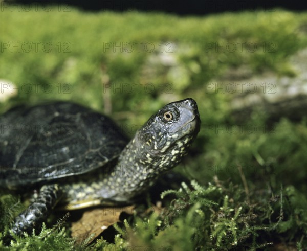 European Pond Turtle (emys orbicularis)