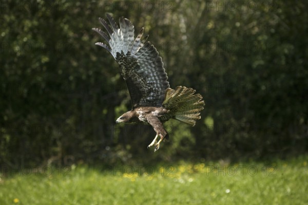 Common Buzzard (buteo buteo), Adult in Flight, Normandy