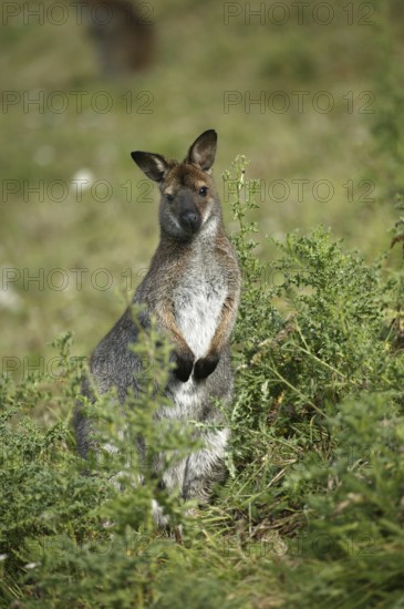 BENNETT'S WALLABY (macropus rufogriseus), ADULT IN BUSH, AUSTRALIA