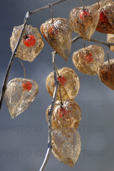 Lampion flower in fruit stand, seed stand in garden, Physalis alkekengi