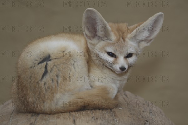 Fennek fennec fox (Vulpes zerda)