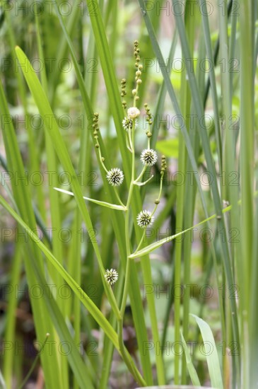 (Sparganium erectum) growing in the middle of Typha Latifolia reeds in the lake under the summer