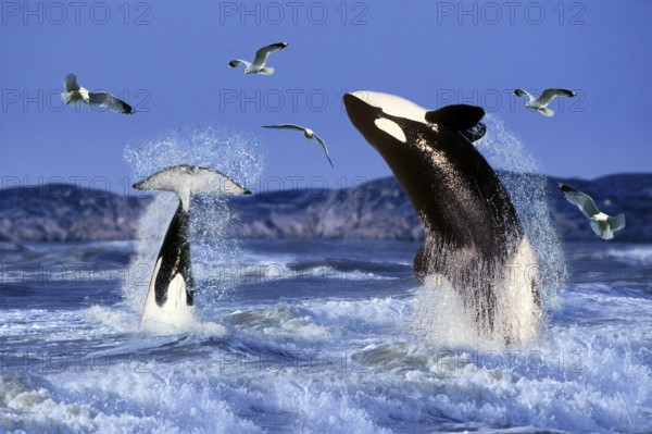 Orcas (Orcinus orca), Killerwhales, Schwertwale, Orkas, [animals, aussen, outdoor, seitlich, side,