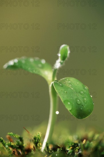 Sunflower seedling with water drop, seedling