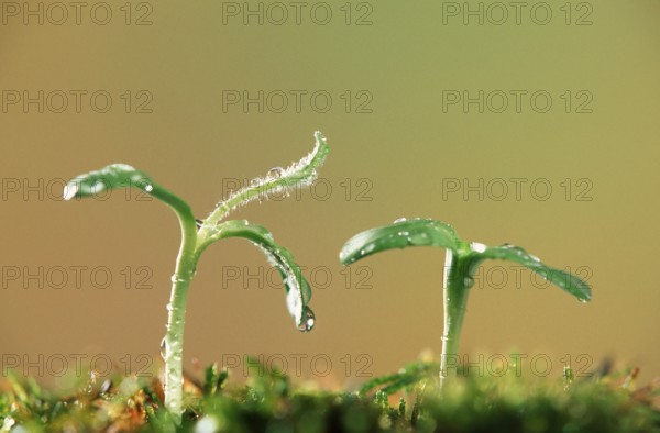Sunflower sprouts with water droplets, sunflower seedlings with water droplets (Plants) (Plants)
