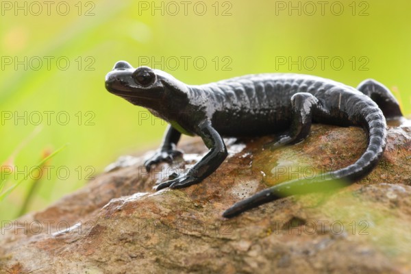 Alpine Salamander (Salamandra atra) Germany