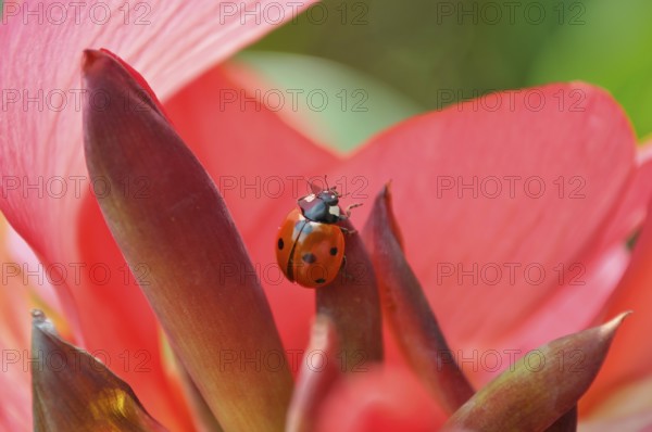 Ladybird on cannas (Canna) flower, seven-spott ladybird (Coccinella septempunctata), flower cane