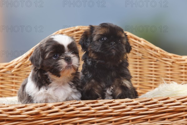 Shih Tzu, puppies, 6 weeks