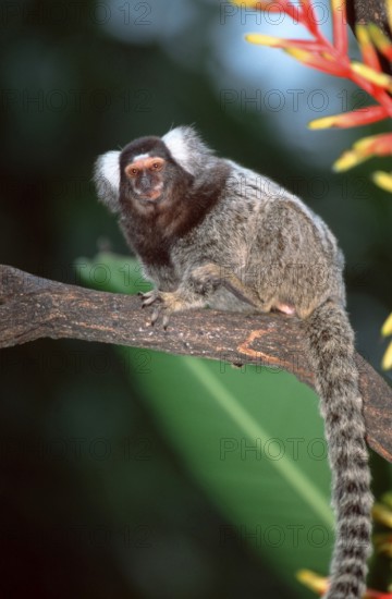 Common Marmoset (Callithrix jacchus)