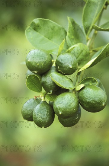 Um, lemon (Citrus limon), lemon tree rue family, BRANCH OF LEMON TREE IN HAWAII