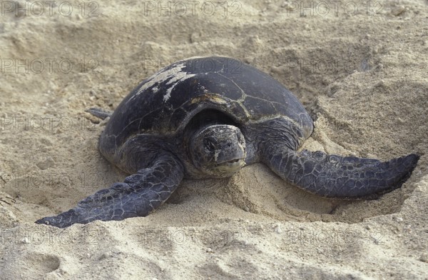 Loggerhead Sea Turtle (caretta caretta), Female covering Eggs with Sand after Laying, Australia,