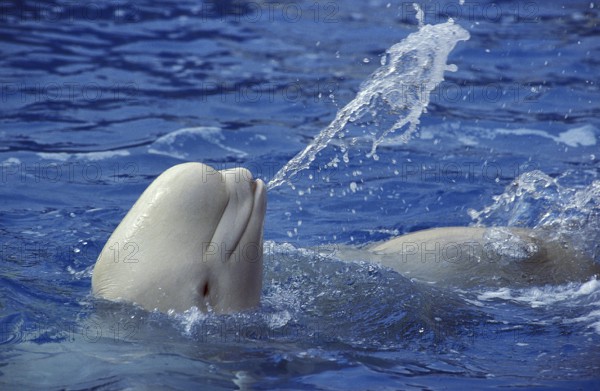 Beluga Whale (delphinapterus leucas) or White Whale, Adult splashing Water