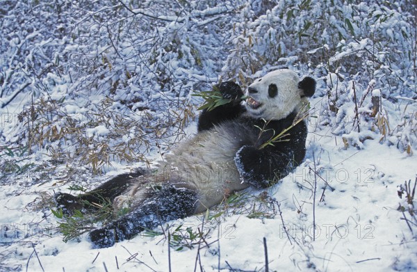 Giant panda (ailuropoda melanoleuca), WOLONG RESERVE IN THE PROVINCE OF SICHUAN, CHINA