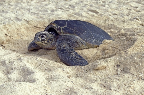 Loggerhead Sea Turtle (caretta caretta), Female putting Sand on its Eggs, after Laying them,