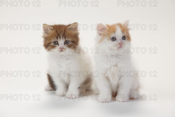 British longhair cat, kitten, 8 weeks, chocolate-tabby-mackerel-white and red-white, Highlander,