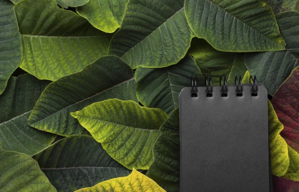 Flat lay composition leaves with black notepad