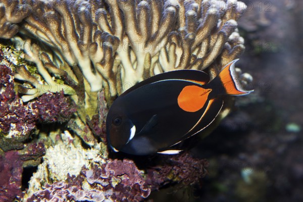 Achilles Surgeonfish, Orange Surgeonfish, Achilles Surgeonfish, Orange Surgeonfish, Animals, Other