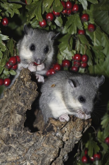 Edible Dormice (Glis glis), youngs, Germany, Europe