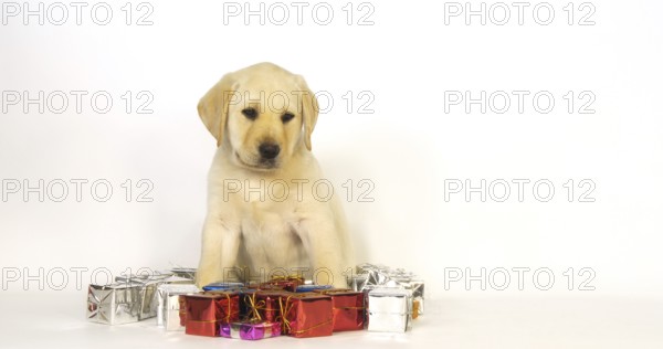 Yellow Labrador Retriever, Puppy and Gifts on White Background, Normandy