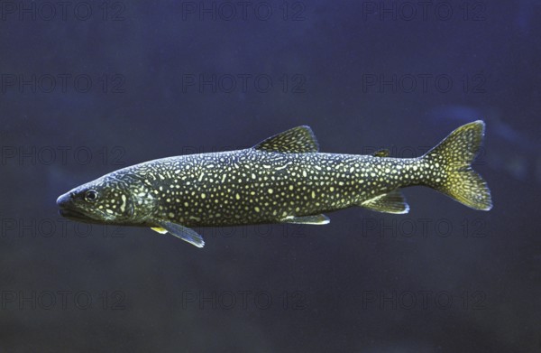 American lake trout, American lake trout, Canadian lake trout, American lake trout, American lake