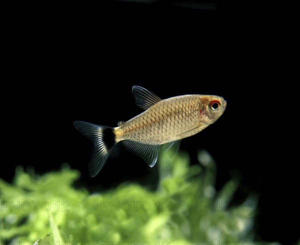 Black Tetra, Other animals, Fishes, Animals, Tetra species, GLASS OR GLOSSY OR RED-EYE TETRA