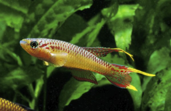 Shiny splendid carp, Shiny splendid carp, Other animals, Fishes, Animals, Tooth carp, SPLENDID