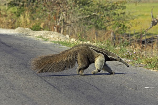 Giant anteater (myrmecophaga tridactyla), adult crossing road, Los Lianos in Venezuela