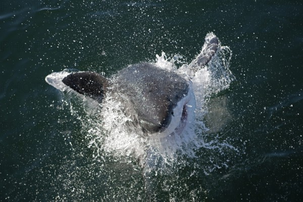 Great white shark, white shark, man shark, Great white sharks (carcharodon carcharias), white