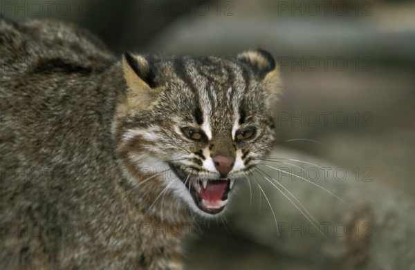 Amur Leopard Cat (prionailurus bengalensis) or Siberian Leopard Cat euptilura, Portrait of Adult