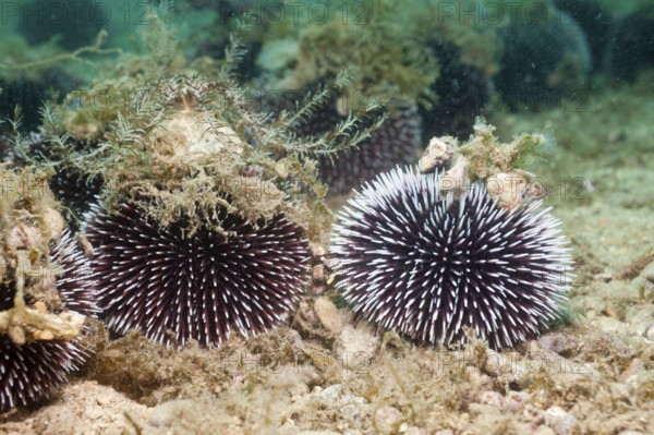 Violet (Sphaerechinus granularis) Urchin, Istria, Adriatic Sea, Croatia, Europe