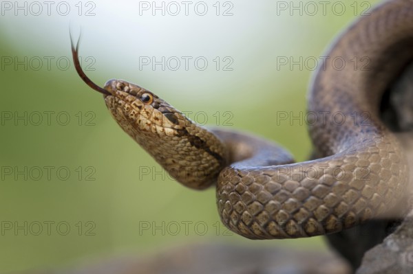 Smooth snake (Coronella austriaca) North Rhine-Westphalia, Germany, Europe