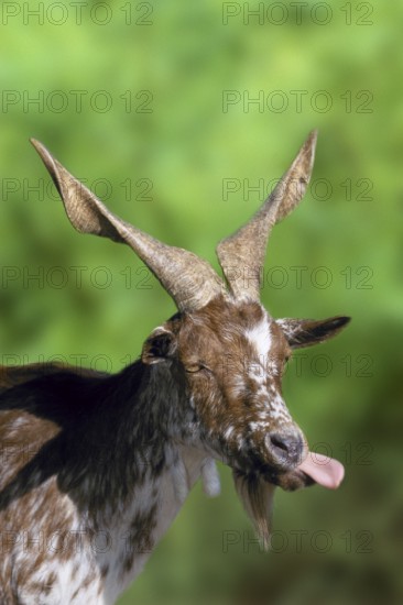 Girgentana goat, goat, sticks out tongue, billy goat, domestic goat, goats
