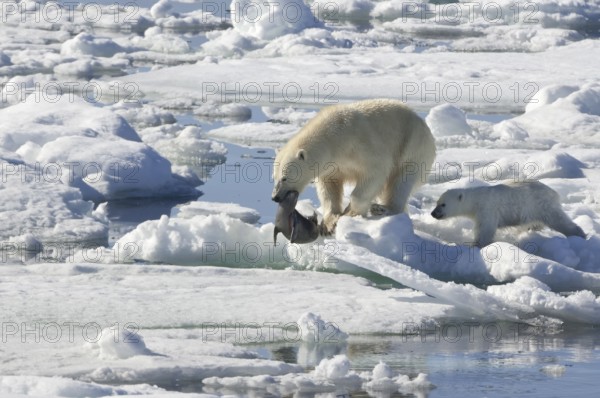 Polar bear (Thalassarctos maritimus), female and young, with captured ringed seal (Phoca hispida),