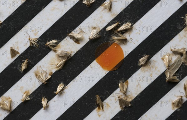 Common clothes moths (Tineola bisselliella) on adhesive strips of a moth trap, Frankfurt am Main,