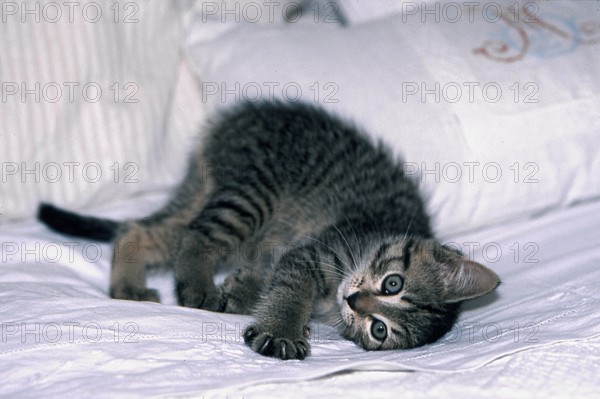 Young domestic cat in bed