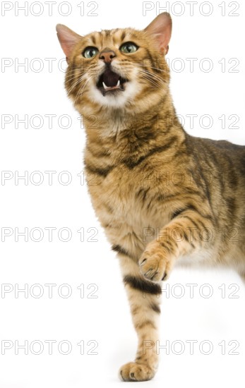 BROWN SPOTTED BENGAL DOMESTIC CAT, ADULT, HOLDING UP FRONT LEG