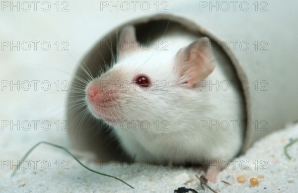 White Mouse, House Mouse
