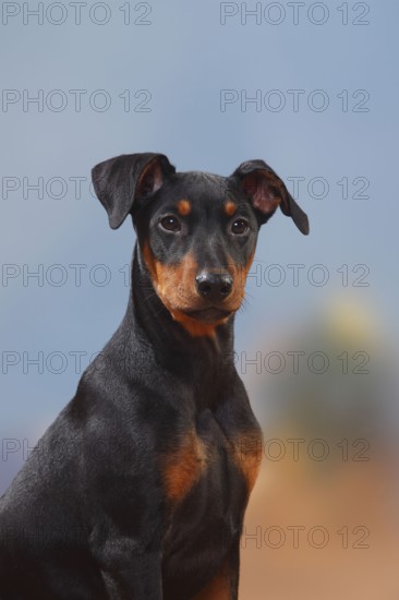 German Pinscher, puppy, 17 weeks