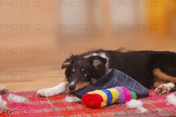 Sheltie, puppy, 4 1/2 months, chewing on slipper, Shetland Sheepdog, shredding, shredding, destroy,