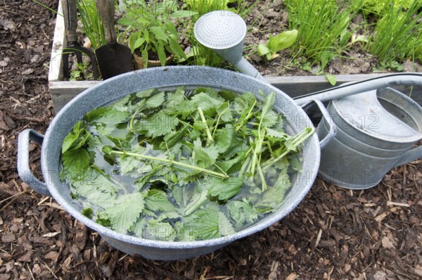 Herbal swill with stinging nettle (Urtica dioica), stinging nettle, stinging nettle swill, herbal