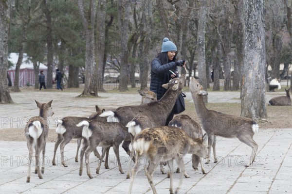 Nara, Japan, December 28, 2014: A woman feeding deer in a public park, Asia