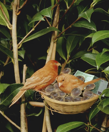 RED CANARY IN NEST WITH EUROS, SYMBOL IMAGE