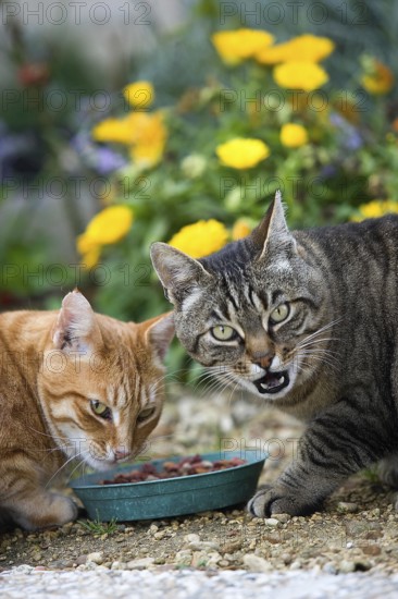 RED TABBY AND BROWN TABBY DOMESTIC CAT, PAIR EATING